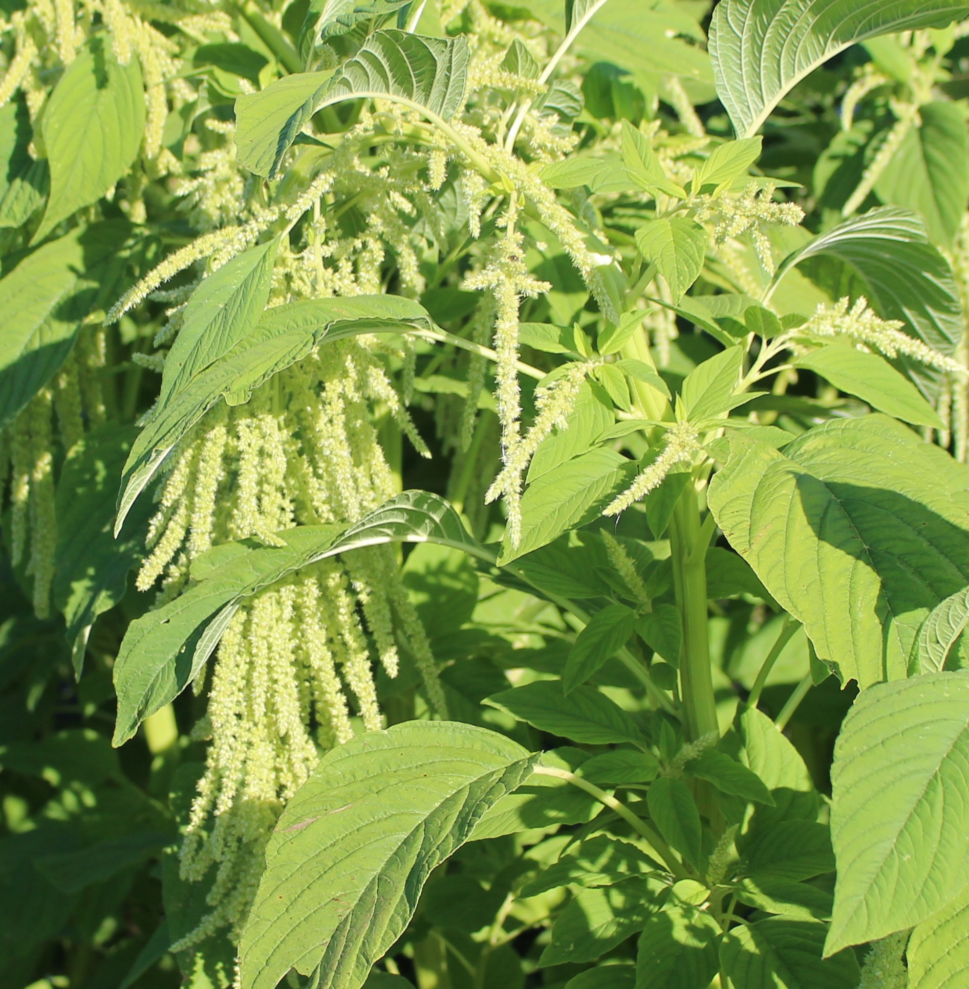 Green Hanging Amaranthus