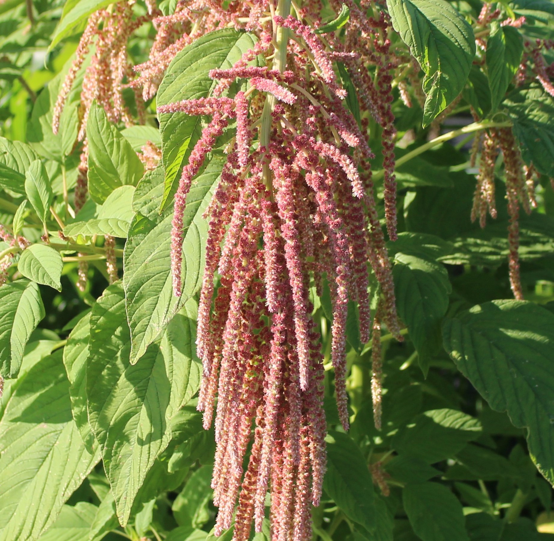 Hanging Red Amaranthus