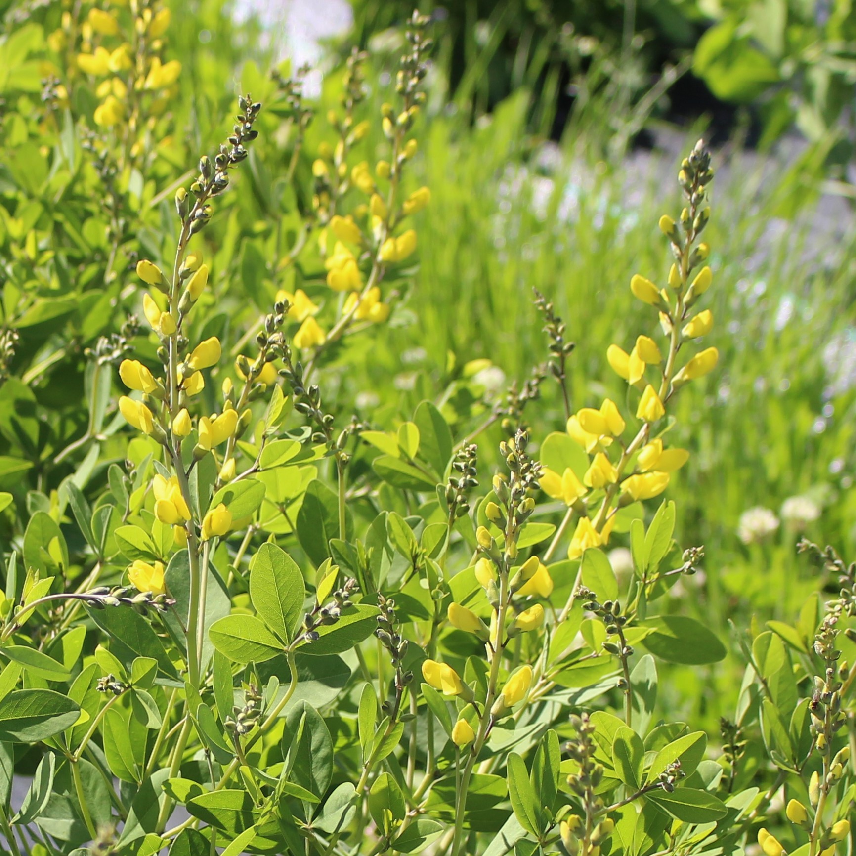 Yellow Baptisia