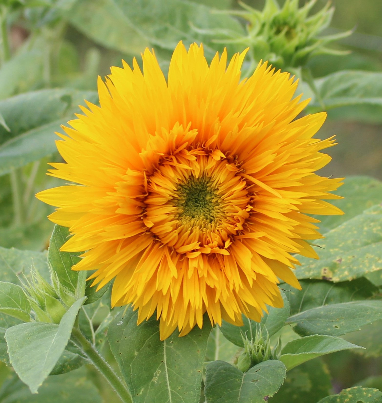 Goldburst Sunflower